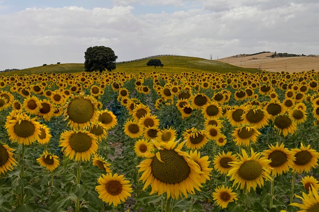 Gialli campi di girasoli con un cielo nuvoloso blu