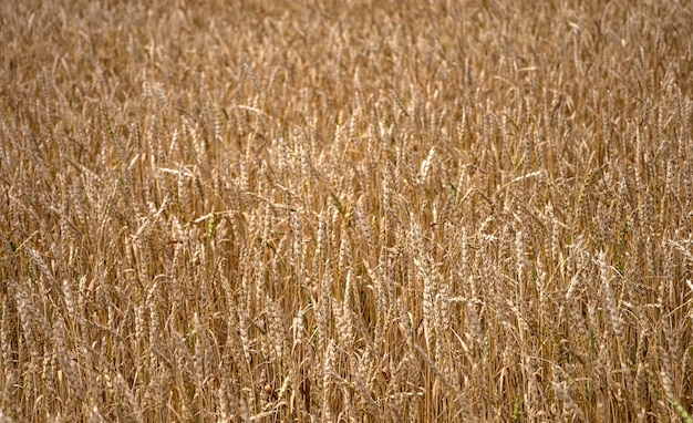 Gialli campi di grano, tempo di raccolta.