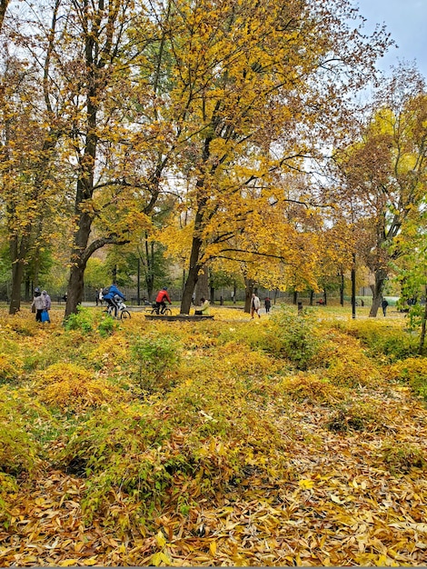 Giallo alberi autunnali nel parco foglie cadute sfondo naturale