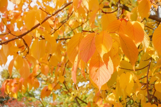 Giallo autunno prunus sargentii o foglie di ciliegio della collina del Giappone settentrionale sull'albero nel primo piano del parco