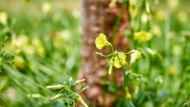 Giallo bermuda ranuncolo fiore Oxalis pescaprae che fiorisce vicino a un tronco d'albero