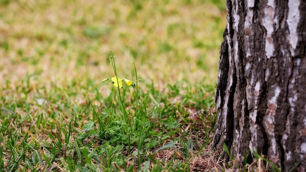 Giallo bermuda ranuncolo fiore Oxalis pescaprae che fiorisce vicino a un tronco d'albero