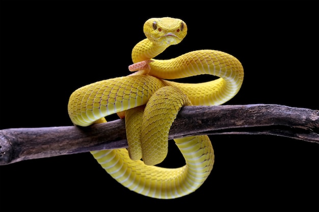 Giallo bianco a labbro Pit Viper sul ramo (Trimeresurus insularis)