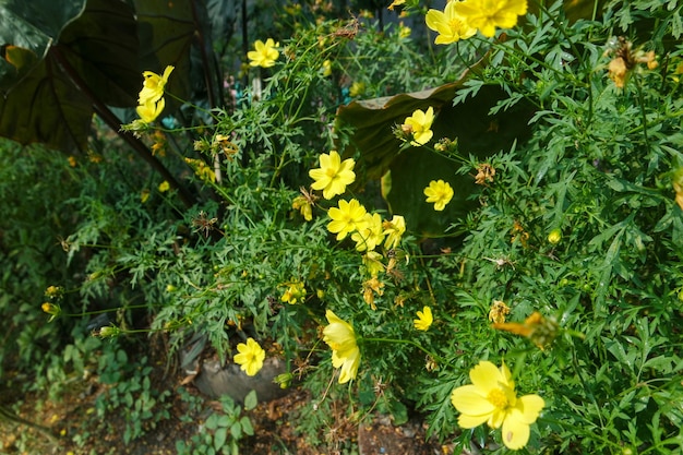 Giallo brillante del fiore di zolfo Kenikir o Cosmos sulphureus