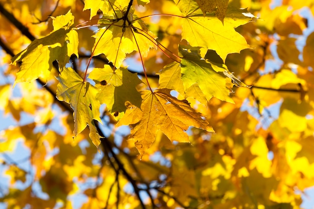 Giallo brillante e illuminato dalla luce solare foglie di acero su un albero nella stagione autunnale