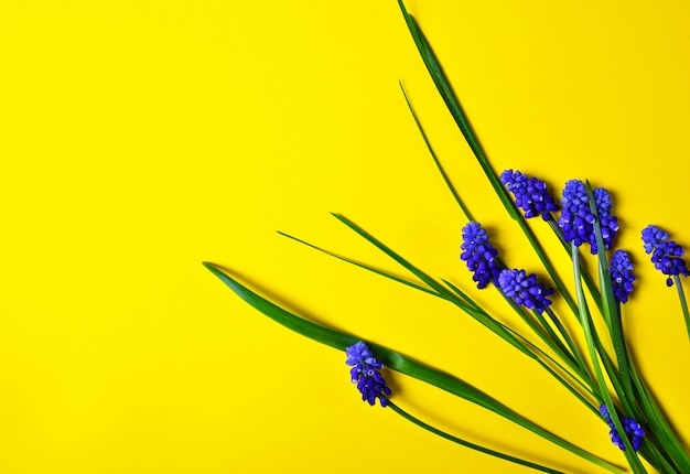 Giallo con fiori blu, giacinto di topo