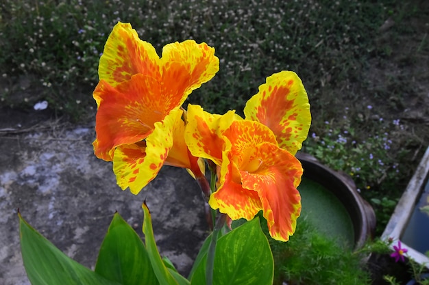 Giallo con fiori di fioritura asiatici Canna Orange