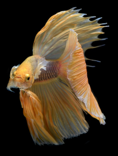 Giallo dorato Golden waver di pesce combattente Betta Saimese