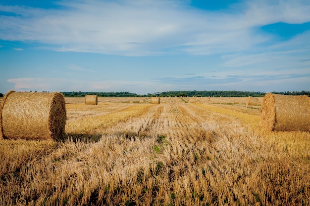 Giallo dorato paglia balle di fieno nel campo di stoppie, campo agricolo sotto