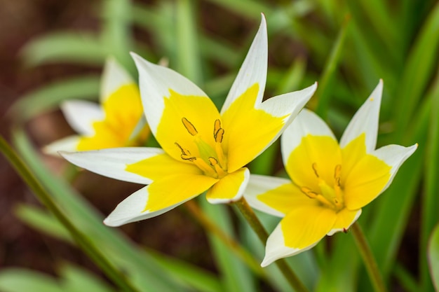 Giallo e bianco Tulip Tarda che sboccia in giardino su sfondo naturale