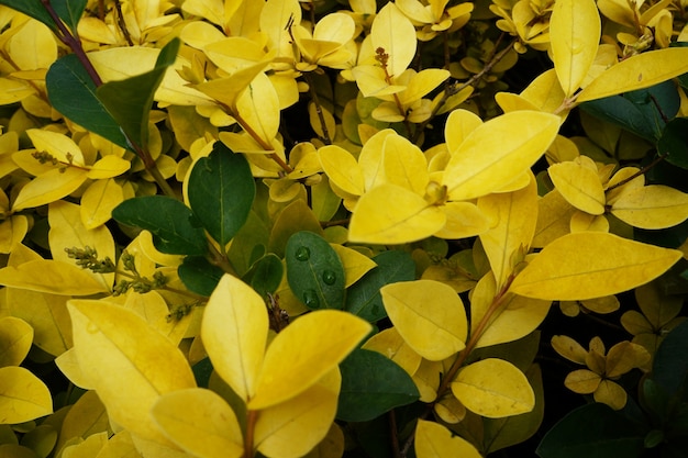 Giallo e foglie verdi closeup