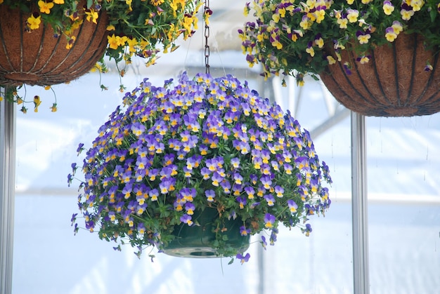 Giallo e viola chiaro Flower Pansies closeup di fiori colorati pansy una pianta in vaso