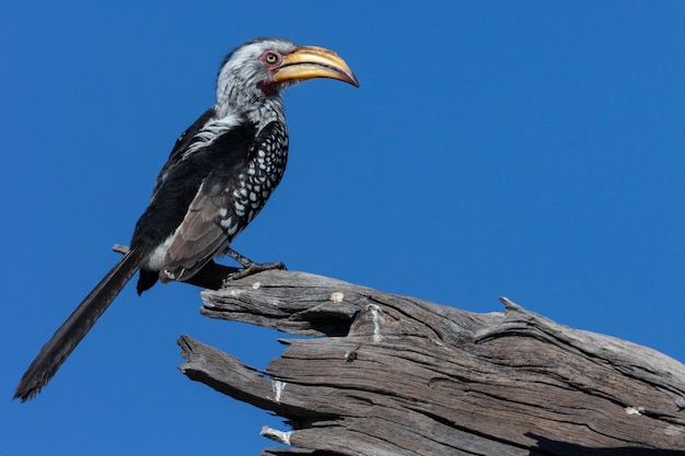 Giallo fatturati Hornbill Botswana Africa