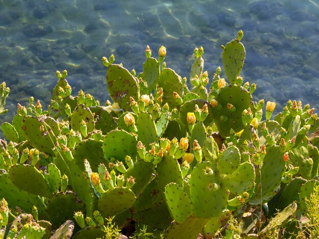 Giallo fico d'india fiori e frutti di Opuntia sullo sfondo del Mar Egeo
