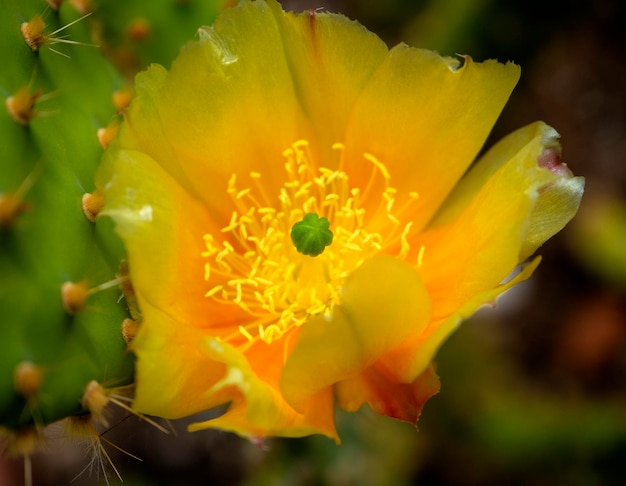 Giallo fico d'India Opuntia fiori in una pentola in Grecia in una giornata di sole