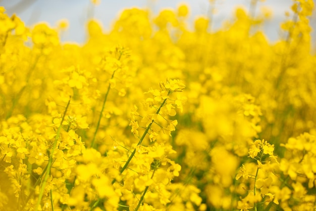 Giallo fiori di colza soft focus primo piano Campi in fiore in primavera