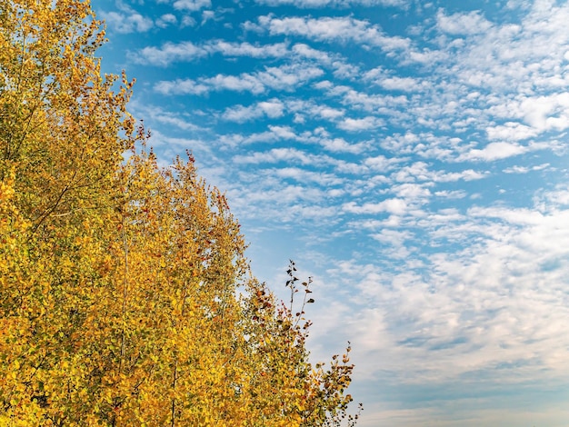 Giallo fogliame autunnale di alberi contro il cielo blu