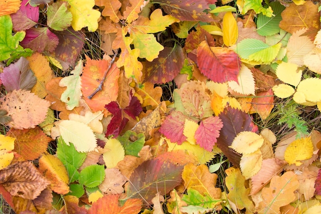 Giallo foglie di autunno