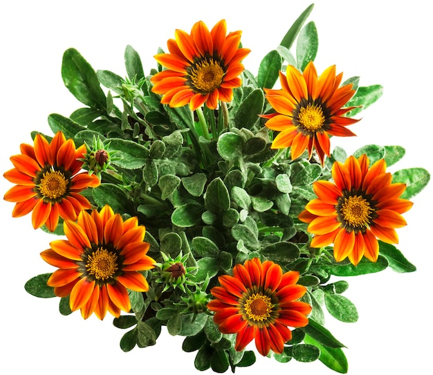 Giallo Gazania o fiore del tesoro in piena fioritura isolato su sfondo bianco