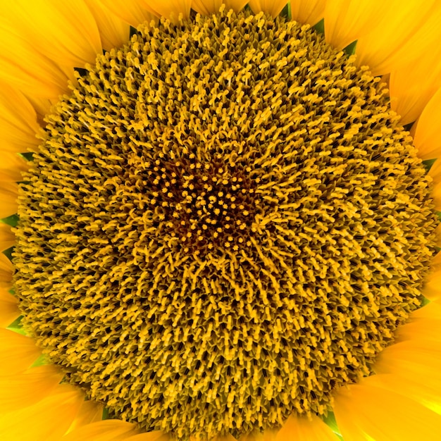 giallo girasole