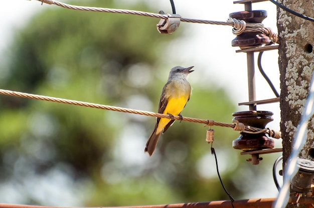 Giallo Kingbird tropicale uccello sulla luce rotante Tyrannus melancholicus