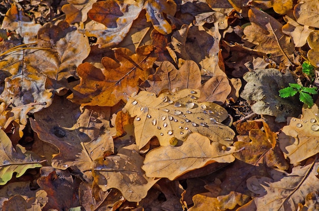 Giallo marrone arancione foglie di quercia essiccate Foglie di quercia arancione nella foresta Foglie di quercia in autunno in autunno Foglie di quercia in autunno sfondo