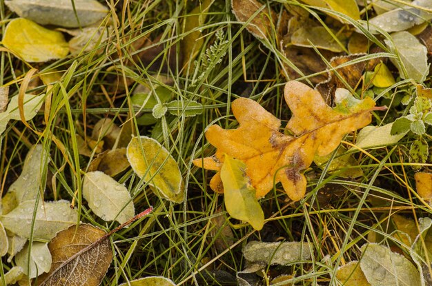 Giallo marrone arancione foglie di quercia essiccate Foglie di quercia arancione nella foresta Foglie di quercia in autunno in autunno Foglie di quercia in autunno sfondo