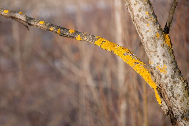 Giallo muschio sull'albero