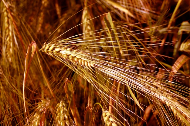 Giallo spighe di grano nel campo.