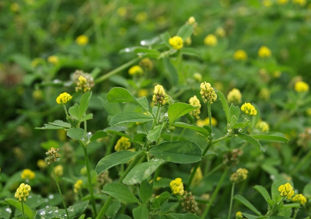 Giallo Trifolium dubium fiori altri nomi trifoglio minore vero shamrockyellow sucklingwild trifoglio giallo trifoglio nel campo