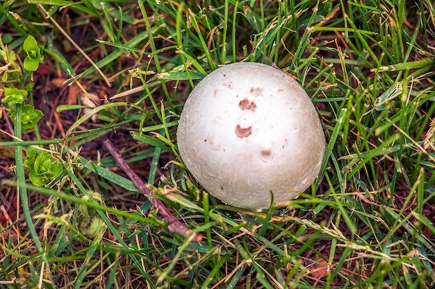 Giant Golovach Latin Calvatia gigantea è una specie di funghi del genere Golovach Bovista