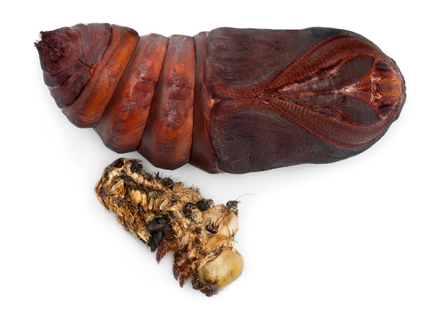 Giant Peacock Moth pupa rimosso dal bozzolo, Saturnia pyri, accanto ad esso è muta davanti a uno sfondo bianco