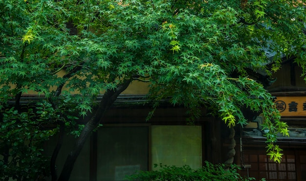 Giappone Tokyo Tempio Sensoji Kaminarimon via dello shopping vicolo Ristorante giapponese