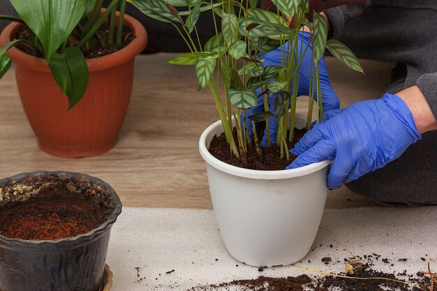 Giardinaggio a casa. Un uomo trapianta Ctenanthe nel giardino di casa sua. Piante verdi in vaso a casa, giungla domestica, stanza del giardino, paesaggio, stanza delle piante, decorazioni floreali.