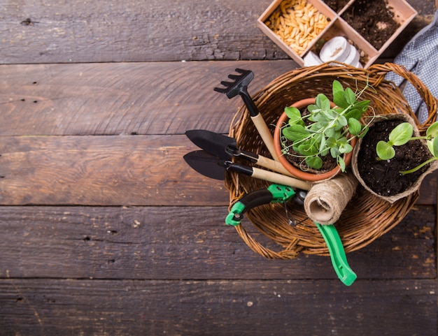 Giardinaggio agricolo. Piantine cetriolo e pera in vaso di torba con terreno sparso e attrezzo da giardino. Set per la crescita sulla superficie del calcestruzzo.