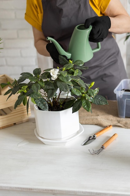 Giardinaggio casa primo piano donna reimpianto e irrigazione pianta verde da annaffiatoio in casa gr in vaso