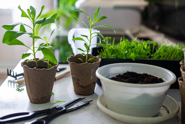 Giardinaggio domestico e hobby Fiori e prezzemolo con aneto in una pentola su un tavolo circondato da attrezzi e accessori da giardinaggio Primo piano del tavolo da cucina con sfondo chiaro