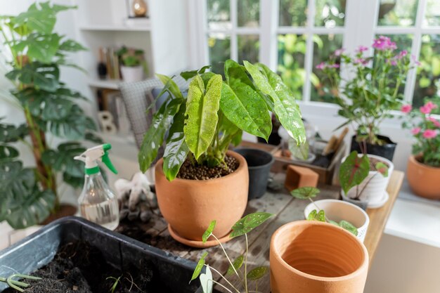 Giardinaggio domestico e piantare alberi su un tavolo di legno. Relax e stile di vita nella stagione primaverile.