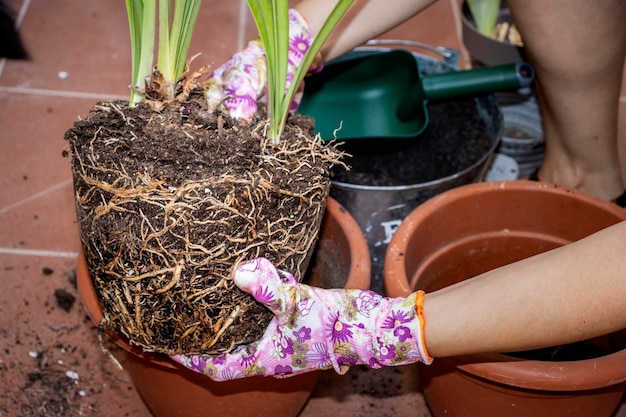 Giardinaggio domestico Giovane ragazza con guanti da giardinaggio e una pianta nelle sue mani Terreno compattato con la forma del vaso