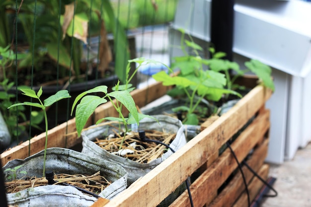 Giardinaggio domestico in cesto di legno con piccolo impianto idrico