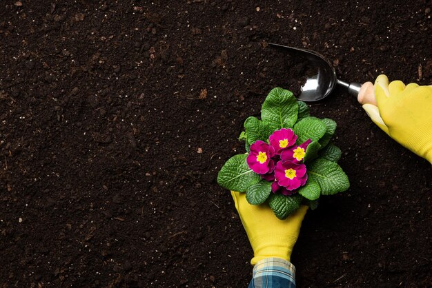 Giardinaggio domestico Piantare fiori di Primula Spazio per la copia dello sfondo del giardino