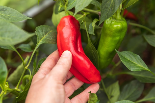 Giardinaggio e agricoltura concetto femminile lavoratore agricolo raccolta a mano rosso fresco maturo organico campana pep...