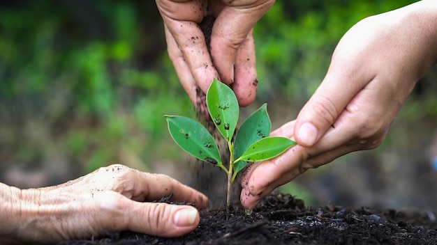 Giardinaggio e concetto di risparmio ambientale. Persone che si prendono cura della piantagione precoce