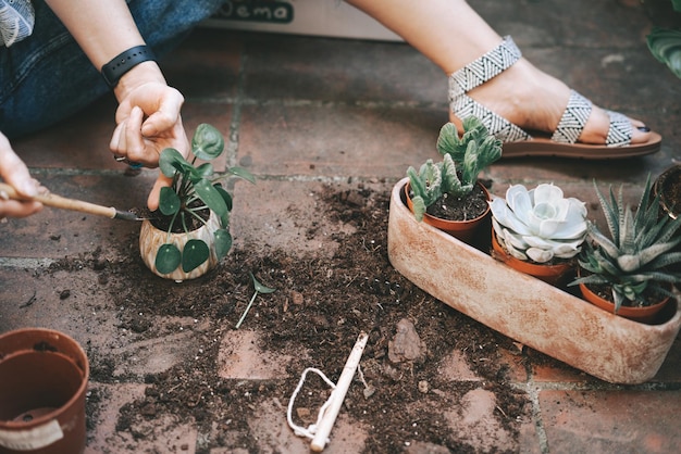 Giardinaggio. I giardinieri piantano a mano piante grasse in vaso. Ragazza che ripianta il pascolo verde nel giardino di casa