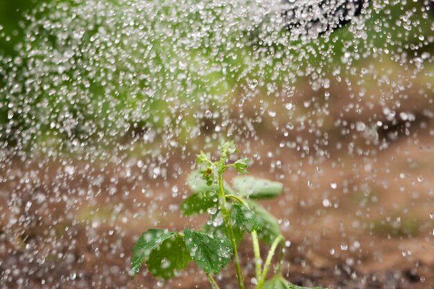 Giardinaggio, irrigazione delle piante