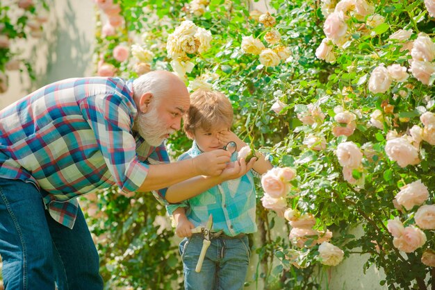 Giardinaggio Nonno giardiniere in giardino soleggiato piantare rose Coltivare piante Famiglia di fattoria Primavera e hobby Padre e figlio coltivano fiori insieme