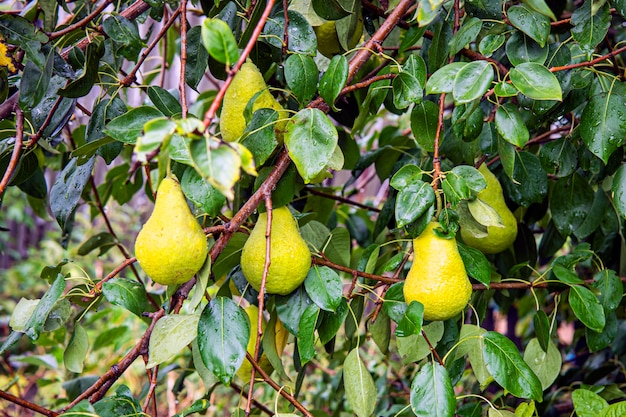 Giardinaggio. Pera fresca su meli nell'albero da frutto della mela nel frutteto