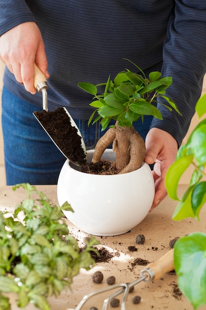 Giardinaggio, piantare a casa. uomo trasferendo ficus houseplant