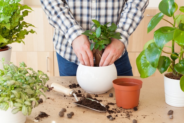 Giardinaggio, piantare a casa. uomo trasferendo ficus houseplant