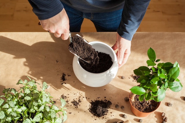 Giardinaggio, piantare a casa. uomo trasferendo ficus houseplant